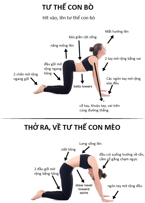 Chi tiết cách tập tư thế con bò con mèo Yoga